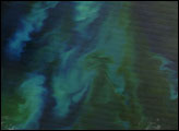 Phytoplankton Bloom off Patagonia