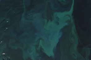 Iceland Sea in Bloom