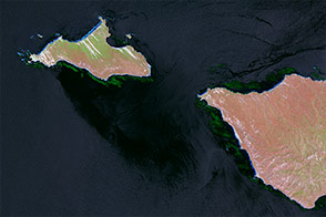 Floating Forests Revealed