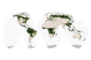 Is That a Forest? That Depends on How You Define It