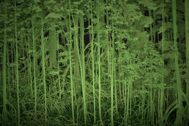 Below the Mangrove Canopy